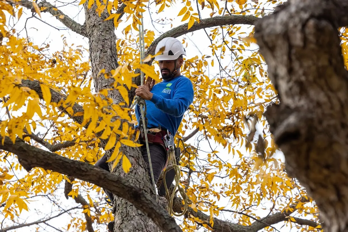 Skilled Tree Pruning crew working in Medford